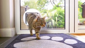 Candy Cat Flaps
