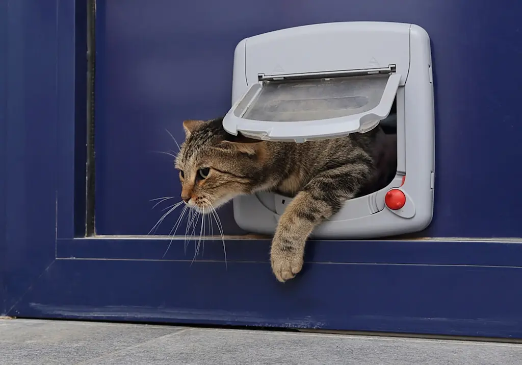 Cat Flap Installation